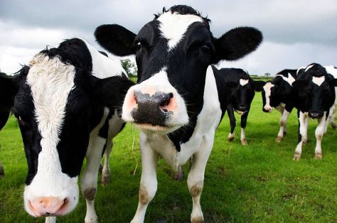 A cow emits the same amount of greenhouse gas as a car each year. Image courtesy Dairy Australia