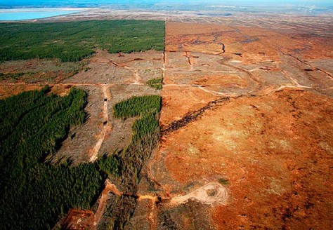 Deforestation can lead to land aridity and even drought. Image courtesy Liliana Usvat