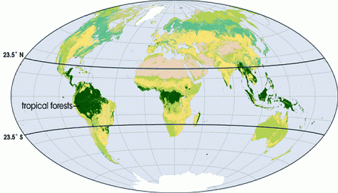 Tropical forests span both sides of the Equator, thriving in the warm, usually wet, climate, under the Sun’s most direct rays. Evergreen forests between the Tropic of Cancer (North) and Tropic of Capricorn (South) are dark green on this map, while other biomes are lighter. (Image by Robert Simmon, based on Moderate Resolution Imaging Spectroradiometer Land Cover Classification data.)